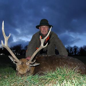 Sika Deer Hunt in France