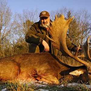 Fallow Deer Hunt in France