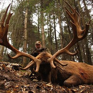 Hunting Red Stag France