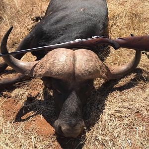 South Africa Hunt Cape Buffalo