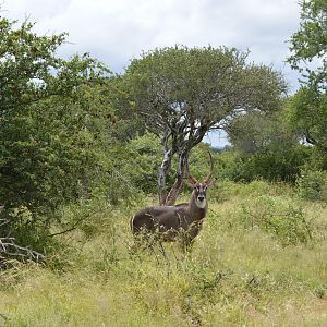 Waterbuck South Africa