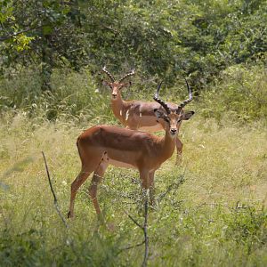 Impala South Africa