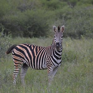 Burchell's Plain Zebra South Africa