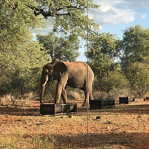 A visitor...   Elephant