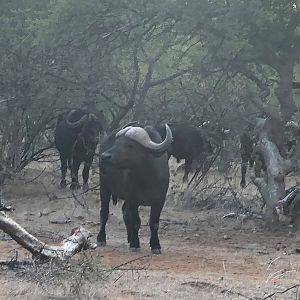 Cape Buffalo South Africa