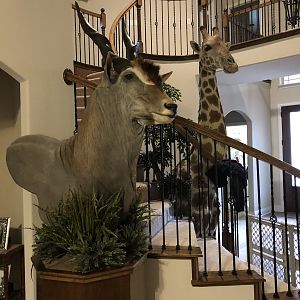 Eland Shoulder Mount Pedestal Taxidermy