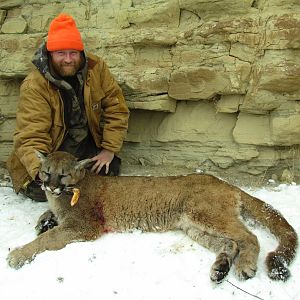 Mountain Lion Hunt in Colorado USA