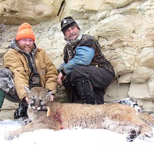 USA Colorado Hunting Mountain Lion