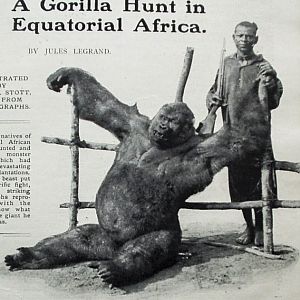 Gorilla Hunt in Equatorial Africa