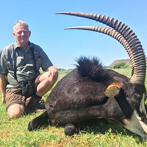 South Africa Hunting Sable Antelope