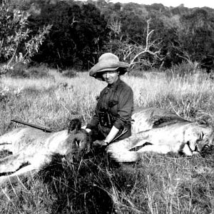 Lioness Hunting