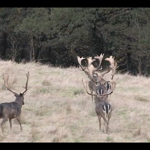 Hunting In France