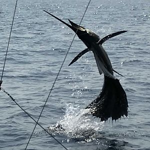 Jumping sailfish