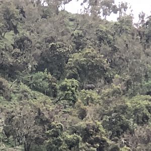 Montain Nyala in Mountains