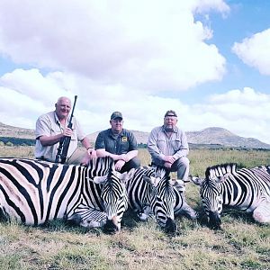 South Africa Hunting Burchel's Plain Zebra