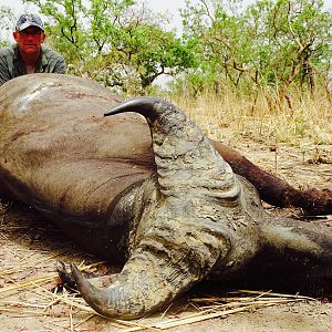 Hunting West African Savannah Buffalo Benin