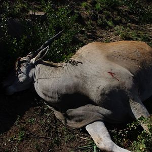 Eland Hunt in South Africa