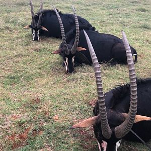 Hunt Sable Antelope in South Africa