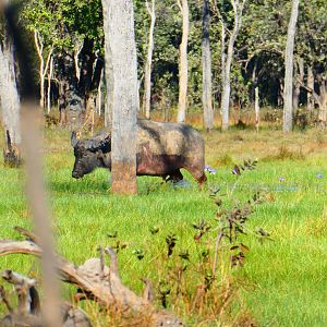 Asiatic Water Buffalo Australia