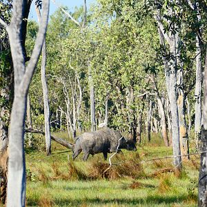 Asiatic Water Buffalo Australia