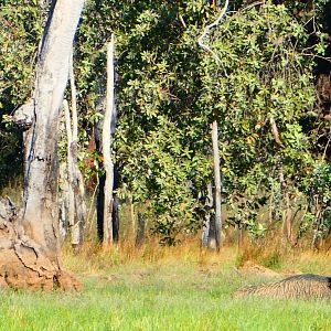 Boar Hunting Australia