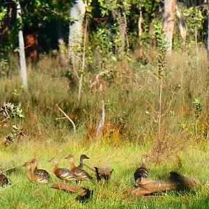 Brown Ducks Australia