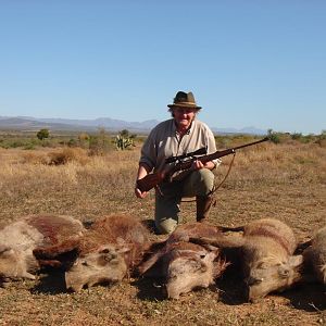 Cull Hunt Warthog in South Africa