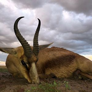 Hunt Copper Springbok in South Africa