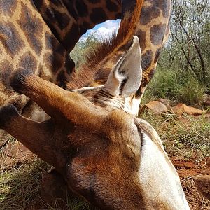 Giraffe Hunting South Africa