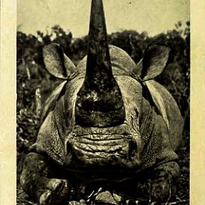 Rhino