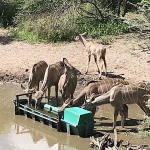 Kudu Namibia