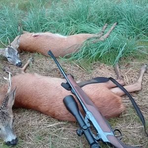 Roe Deer Hunting Germany