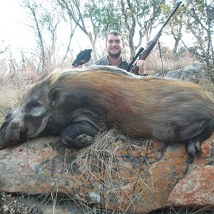 South Africa Hunt Bushpig