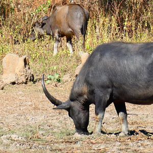 Asiatic Water Buffalo Cow Australia