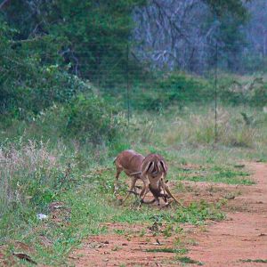 Impala fighting