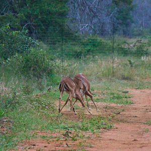 Impala fighting