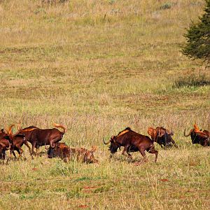 Black Wildebeest South Africa