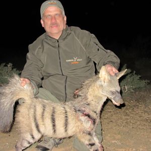 Hunting Aardwolf South Africa