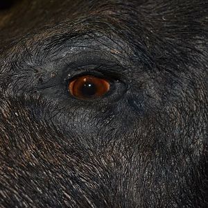 Boar Shoulder Mount Taxidermy Close Up