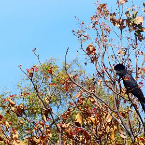 Karrak (red-tailed black cockatoo) Australia