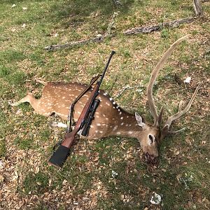 Axis Deer Hunting USA