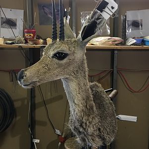 Vaal Rhebok Shoulder Mount Taxidermy Progress