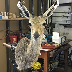 Vaal Rhebok Shoulder Mount Taxidermy Progress