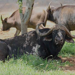 Cape Buffalo