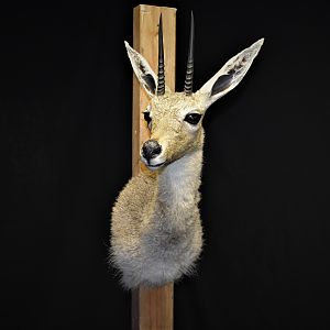 Vaal Rhebok Shoulder Mount Taxidermy