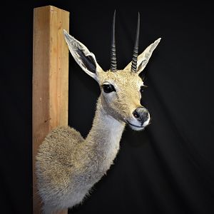 Vaal Rhebok Shoulder Mount Taxidermy