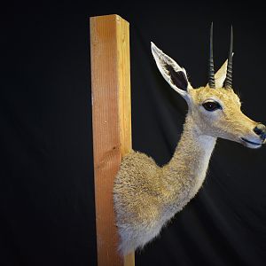 Vaal Rhebok Shoulder Mount Taxidermy