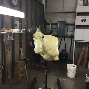 Black Wildebeest Shoulder Mount Taxidermy Progress