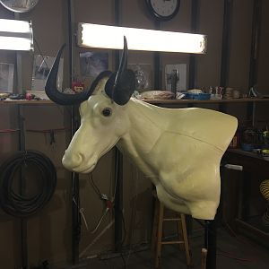 Black Wildebeest Shoulder Mount Taxidermy Progress