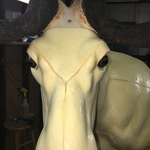 Black Wildebeest Shoulder Mount Taxidermy Progress